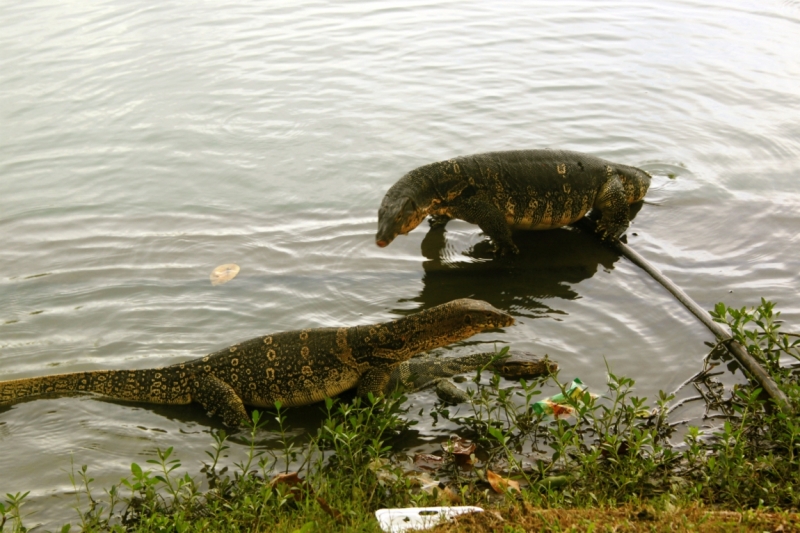 Первый раз самостоятельно в ЮВА: Бангкок, Сиемреап, Самуи