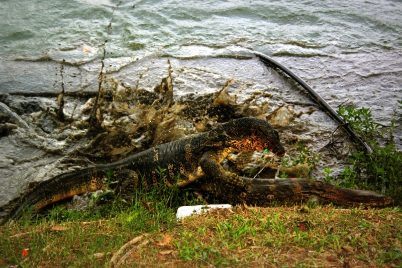 Первый раз самостоятельно в ЮВА: Бангкок, Сиемреап, Самуи
