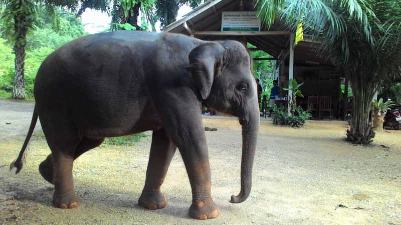 В Крыму-блекаут,у нас-Тай. Или удачно запланированное путешествие 2015(Пхукет,Пи-Пи,Краби)