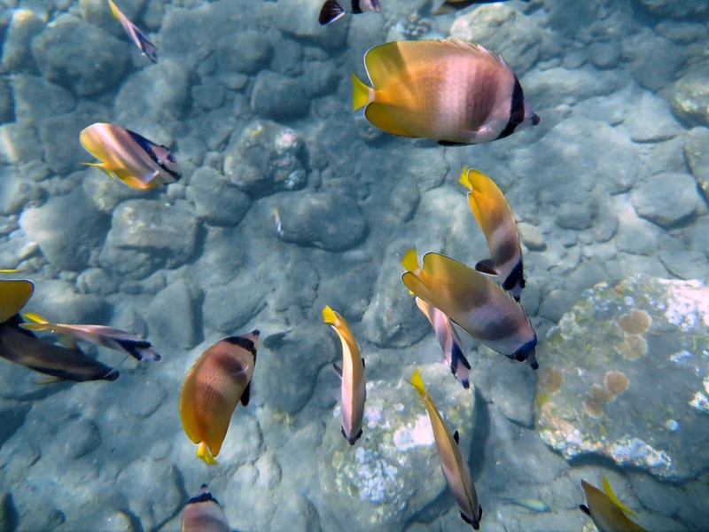 В поисках удивительного снорклинга. Амед, Бали, Индонезия. Лучшие из 5 000 подводных фоток