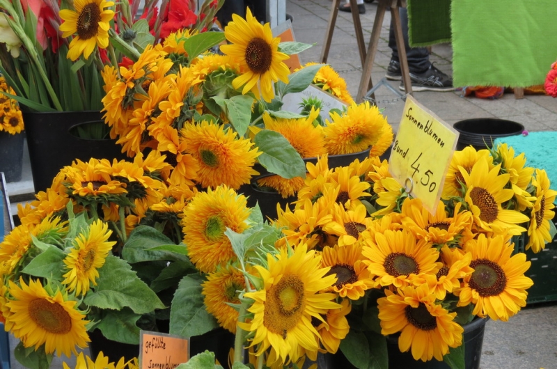 Мудрый воробей, недремлющий лев и букет для Санта-Клауса (Ульм - Линдау - остров Майнау)