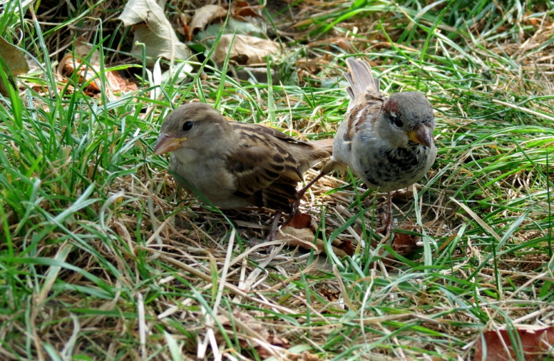 Мудрый воробей, недремлющий лев и букет для Санта-Клауса (Ульм - Линдау - остров Майнау)