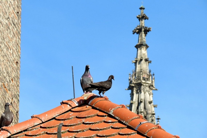 Мудрый воробей, недремлющий лев и букет для Санта-Клауса (Ульм - Линдау - остров Майнау)