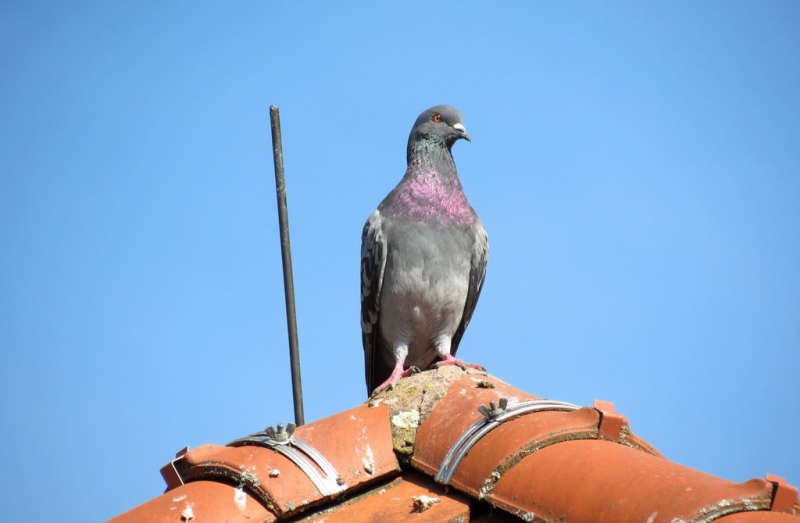 Мудрый воробей, недремлющий лев и букет для Санта-Клауса (Ульм - Линдау - остров Майнау)