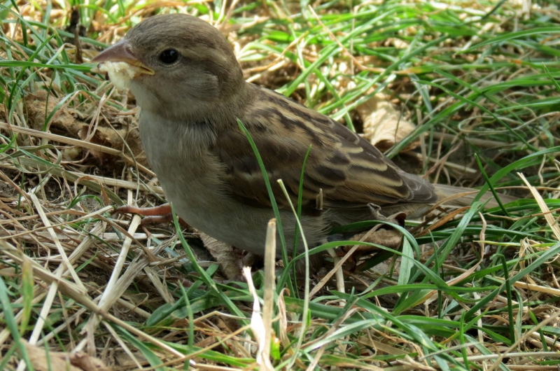 Мудрый воробей, недремлющий лев и букет для Санта-Клауса (Ульм - Линдау - остров Майнау)