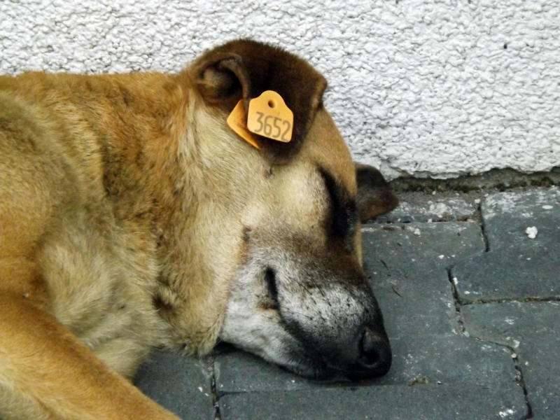 Крым в июле-августе 2016. Феодосия, Севастополь (день ВМФ), Бахчисарай, Евпатория.