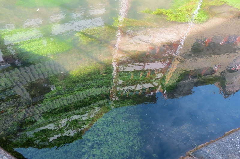 Мудрый воробей, недремлющий лев и букет для Санта-Клауса (Ульм - Линдау - остров Майнау)