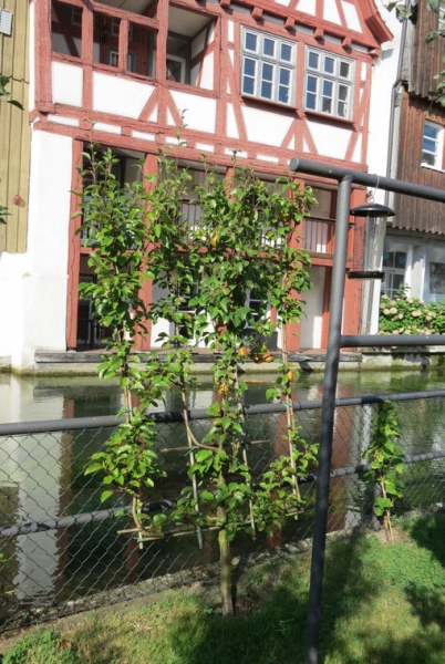 Мудрый воробей, недремлющий лев и букет для Санта-Клауса (Ульм - Линдау - остров Майнау)