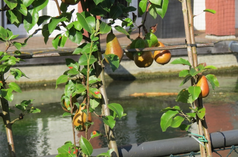 Мудрый воробей, недремлющий лев и букет для Санта-Клауса (Ульм - Линдау - остров Майнау)