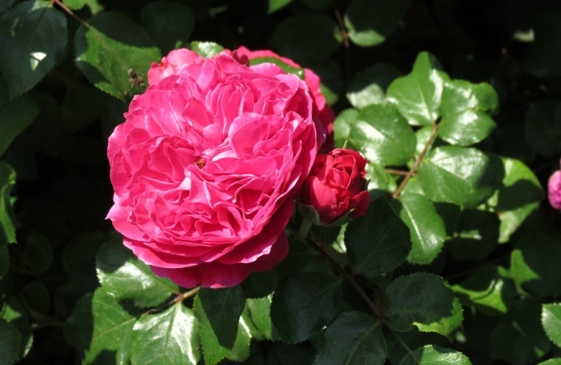 Мудрый воробей, недремлющий лев и букет для Санта-Клауса (Ульм - Линдау - остров Майнау)