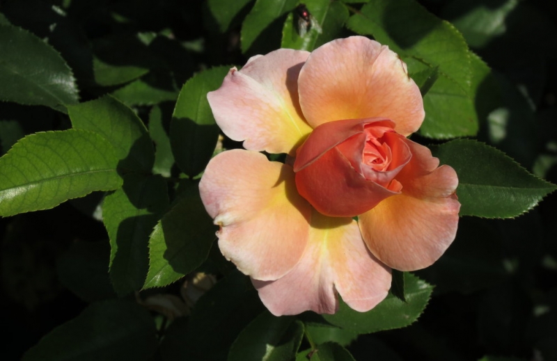 Мудрый воробей, недремлющий лев и букет для Санта-Клауса (Ульм - Линдау - остров Майнау)