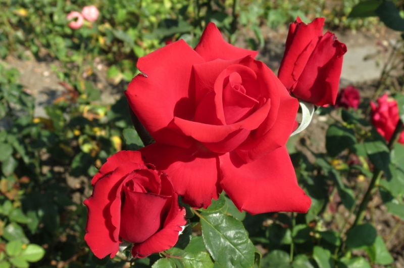 Мудрый воробей, недремлющий лев и букет для Санта-Клауса (Ульм - Линдау - остров Майнау)