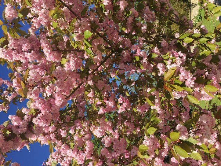 В Европу: в гости к Босху – май 2016.