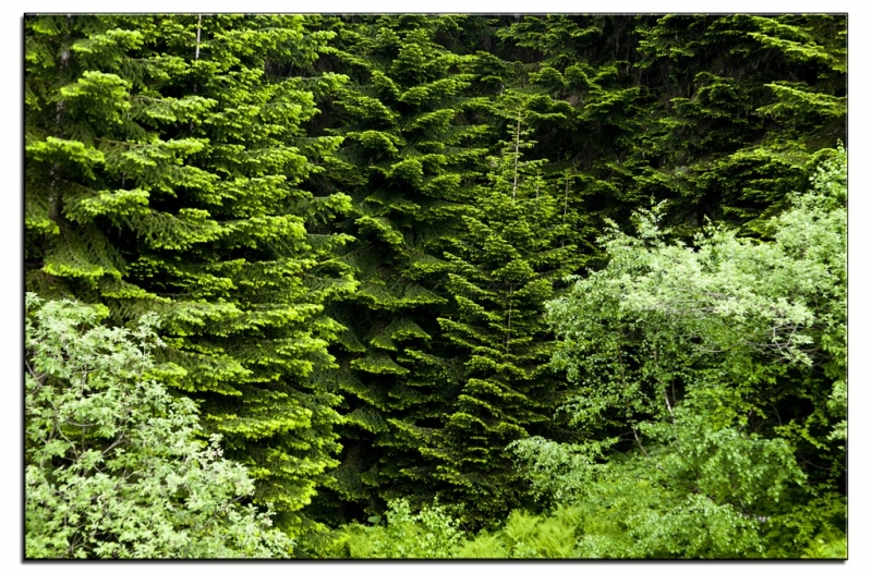 Здесь всё можно - это же Грузия! На авто по основным местам страны. Июнь 2016.