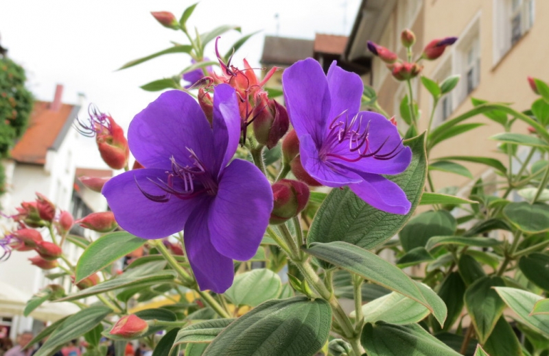 Мудрый воробей, недремлющий лев и букет для Санта-Клауса (Ульм - Линдау - остров Майнау)