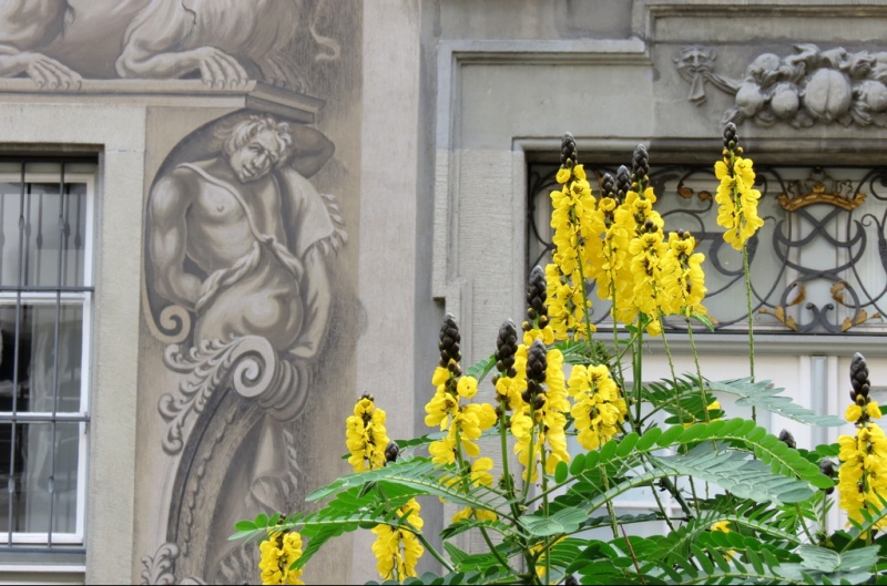 Мудрый воробей, недремлющий лев и букет для Санта-Клауса (Ульм - Линдау - остров Майнау)