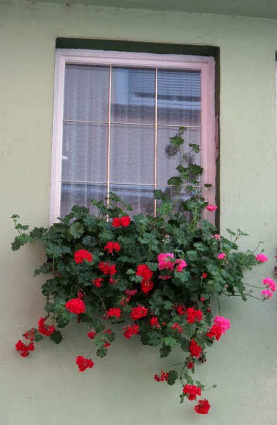 Мудрый воробей, недремлющий лев и букет для Санта-Клауса (Ульм - Линдау - остров Майнау)