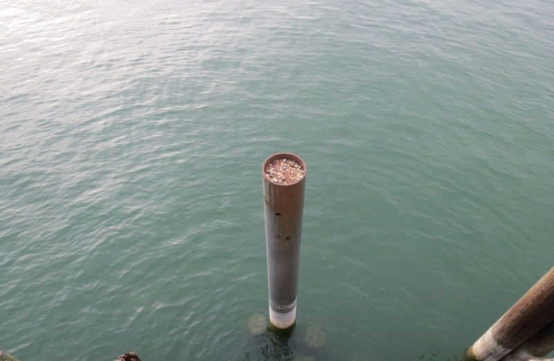 Мудрый воробей, недремлющий лев и букет для Санта-Клауса (Ульм - Линдау - остров Майнау)