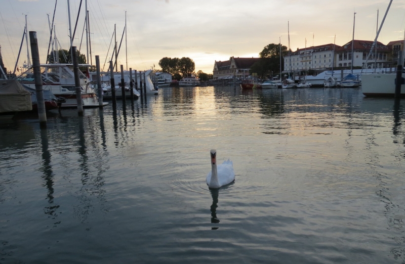 Мудрый воробей, недремлющий лев и букет для Санта-Клауса (Ульм - Линдау - остров Майнау)