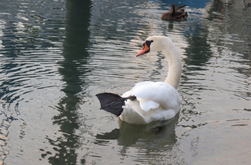 Мудрый воробей, недремлющий лев и букет для Санта-Клауса (Ульм - Линдау - остров Майнау)