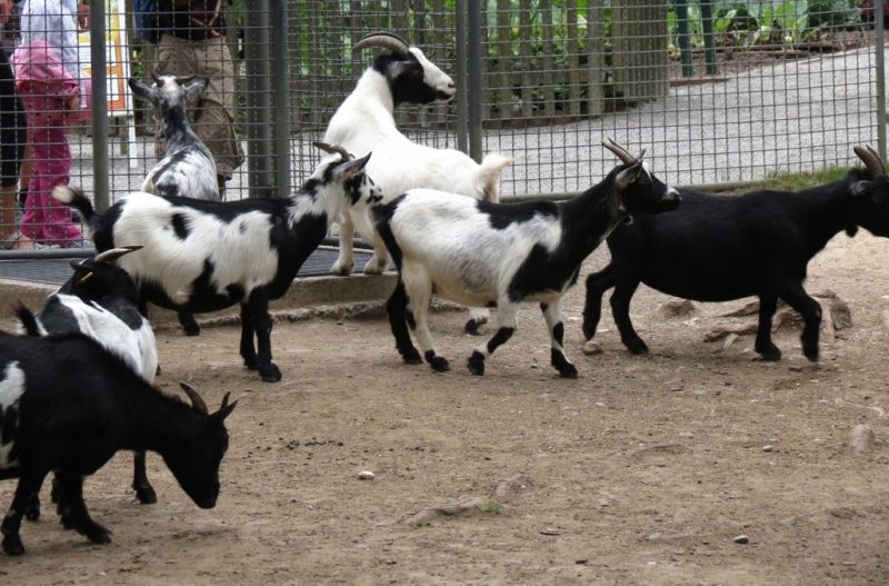 Мудрый воробей, недремлющий лев и букет для Санта-Клауса (Ульм - Линдау - остров Майнау)