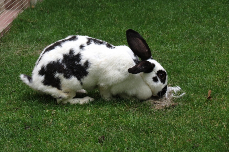 Мудрый воробей, недремлющий лев и букет для Санта-Клауса (Ульм - Линдау - остров Майнау)