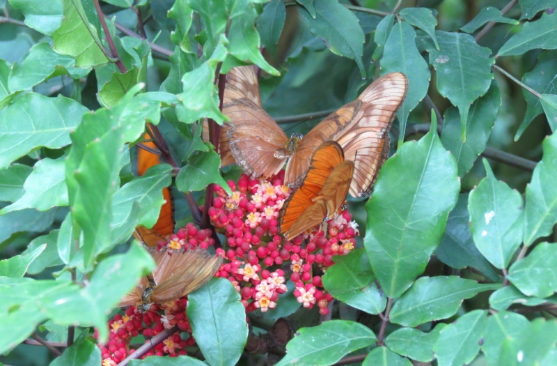 Мудрый воробей, недремлющий лев и букет для Санта-Клауса (Ульм - Линдау - остров Майнау)