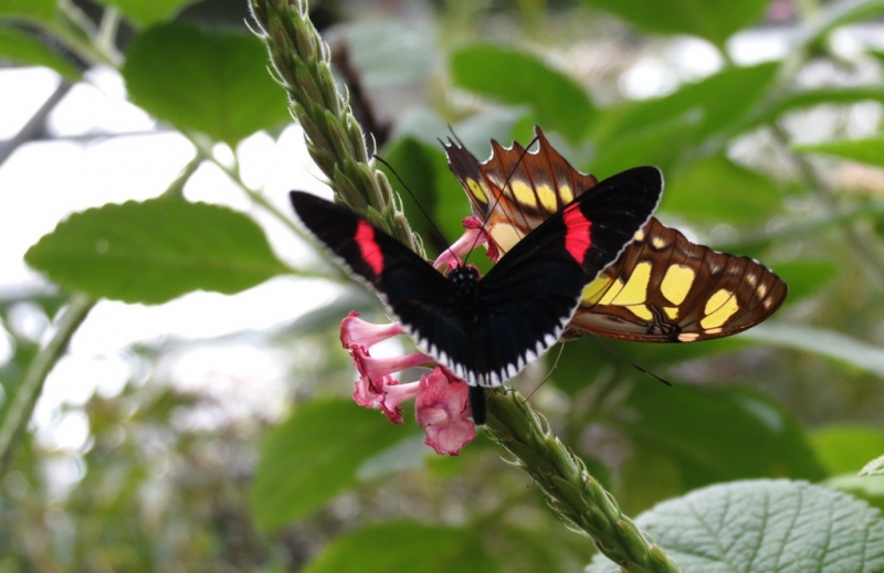 Мудрый воробей, недремлющий лев и букет для Санта-Клауса (Ульм - Линдау - остров Майнау)
