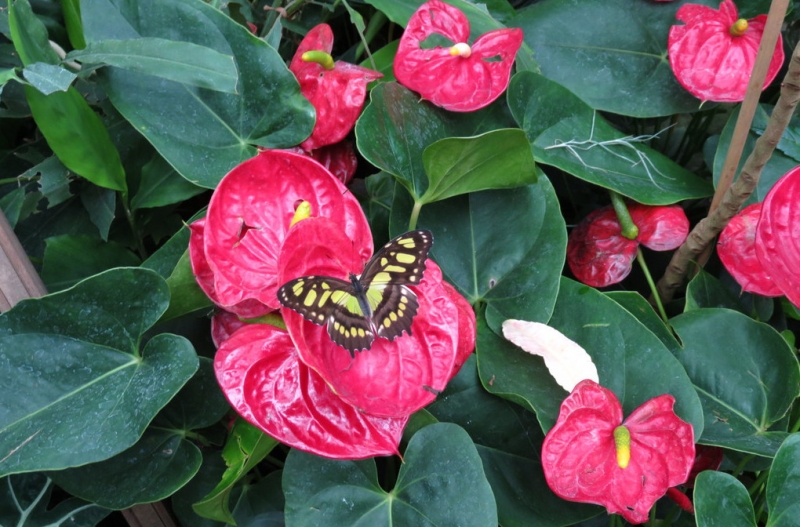 Мудрый воробей, недремлющий лев и букет для Санта-Клауса (Ульм - Линдау - остров Майнау)