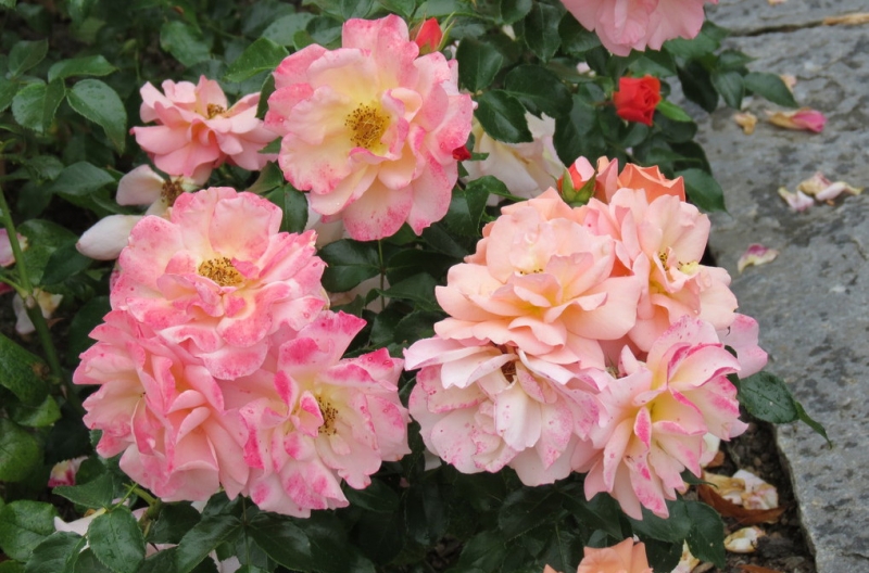 Мудрый воробей, недремлющий лев и букет для Санта-Клауса (Ульм - Линдау - остров Майнау)