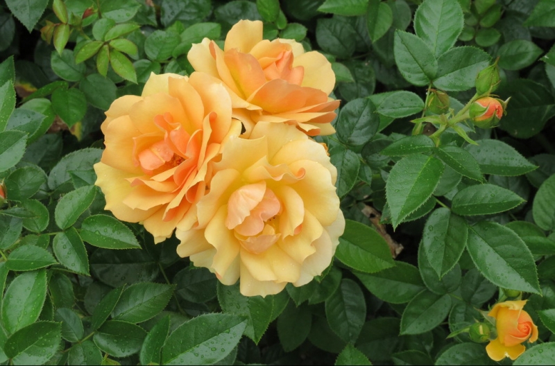 Мудрый воробей, недремлющий лев и букет для Санта-Клауса (Ульм - Линдау - остров Майнау)