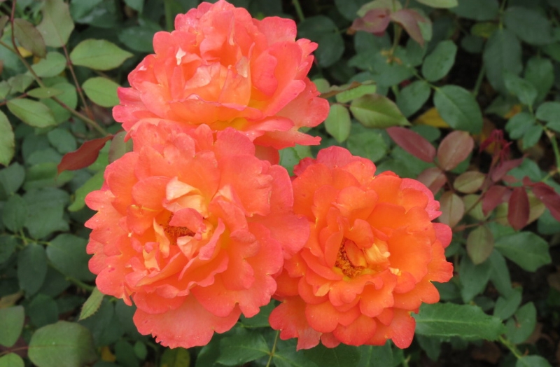 Мудрый воробей, недремлющий лев и букет для Санта-Клауса (Ульм - Линдау - остров Майнау)