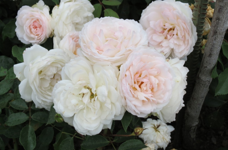 Мудрый воробей, недремлющий лев и букет для Санта-Клауса (Ульм - Линдау - остров Майнау)