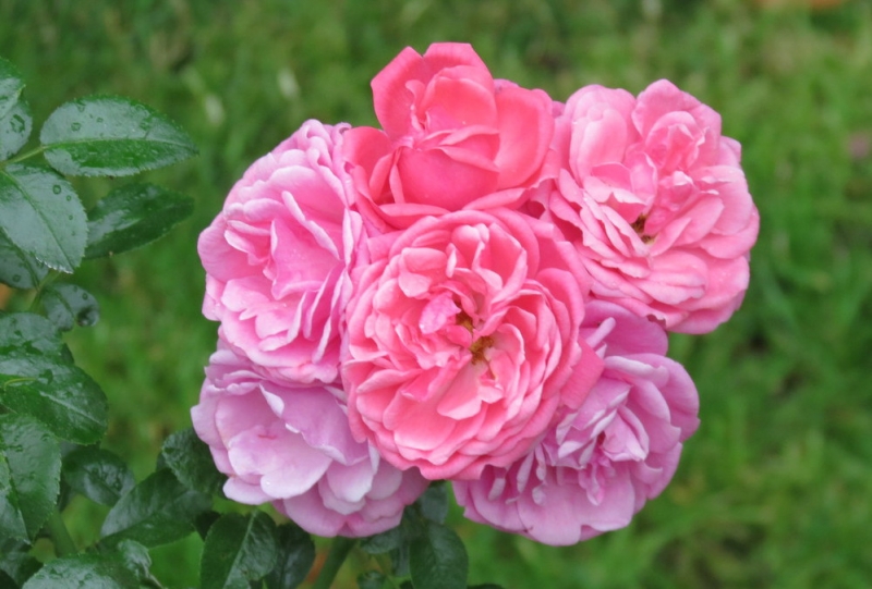 Мудрый воробей, недремлющий лев и букет для Санта-Клауса (Ульм - Линдау - остров Майнау)