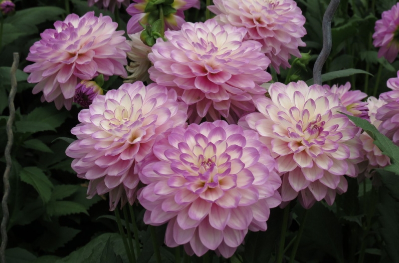 Мудрый воробей, недремлющий лев и букет для Санта-Клауса (Ульм - Линдау - остров Майнау)