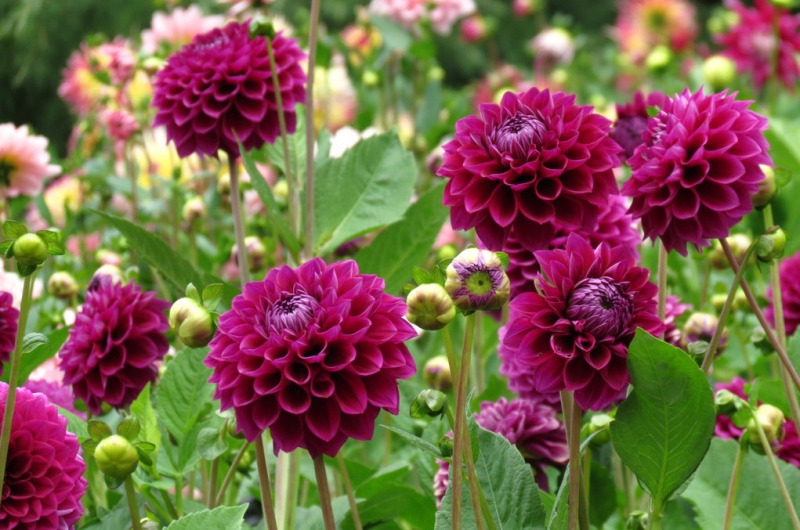 Мудрый воробей, недремлющий лев и букет для Санта-Клауса (Ульм - Линдау - остров Майнау)