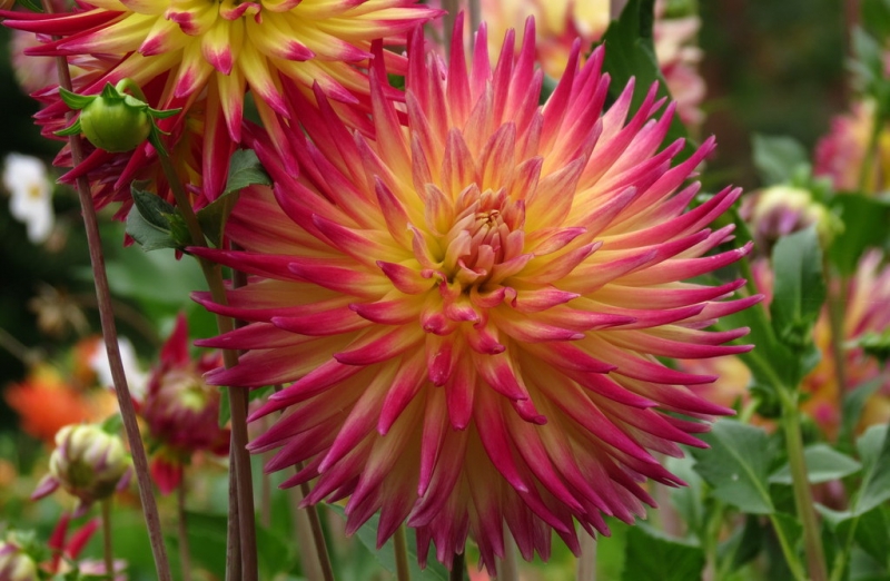 Мудрый воробей, недремлющий лев и букет для Санта-Клауса (Ульм - Линдау - остров Майнау)