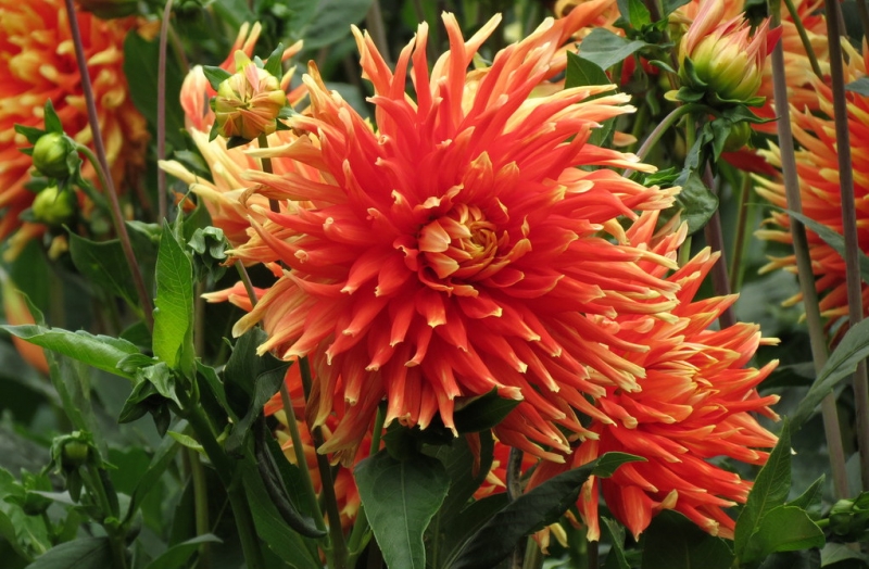 Мудрый воробей, недремлющий лев и букет для Санта-Клауса (Ульм - Линдау - остров Майнау)