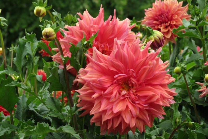 Мудрый воробей, недремлющий лев и букет для Санта-Клауса (Ульм - Линдау - остров Майнау)