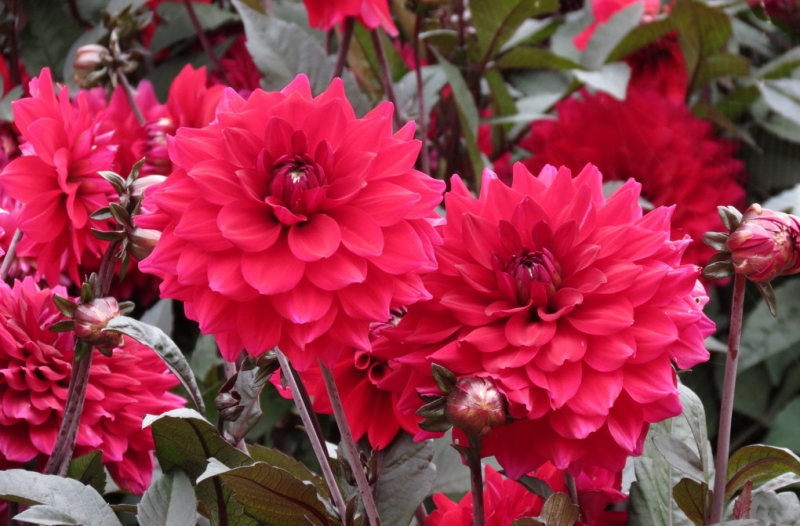 Мудрый воробей, недремлющий лев и букет для Санта-Клауса (Ульм - Линдау - остров Майнау)