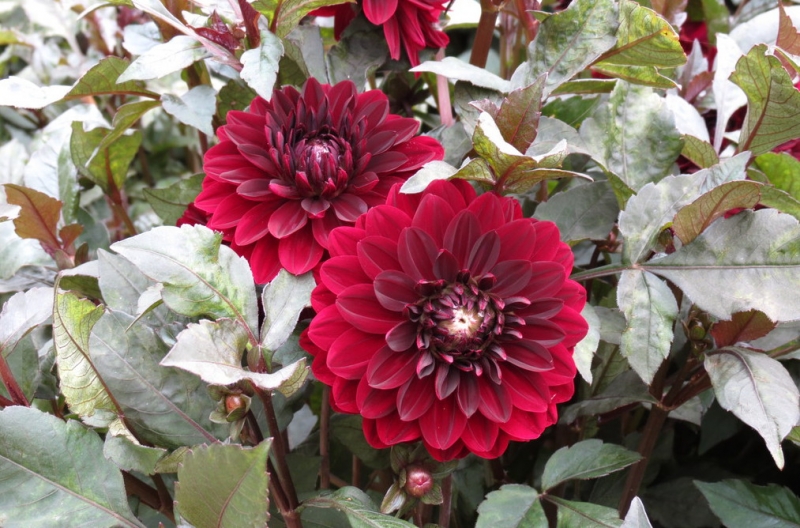 Мудрый воробей, недремлющий лев и букет для Санта-Клауса (Ульм - Линдау - остров Майнау)