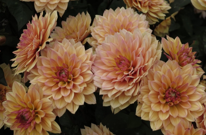 Мудрый воробей, недремлющий лев и букет для Санта-Клауса (Ульм - Линдау - остров Майнау)