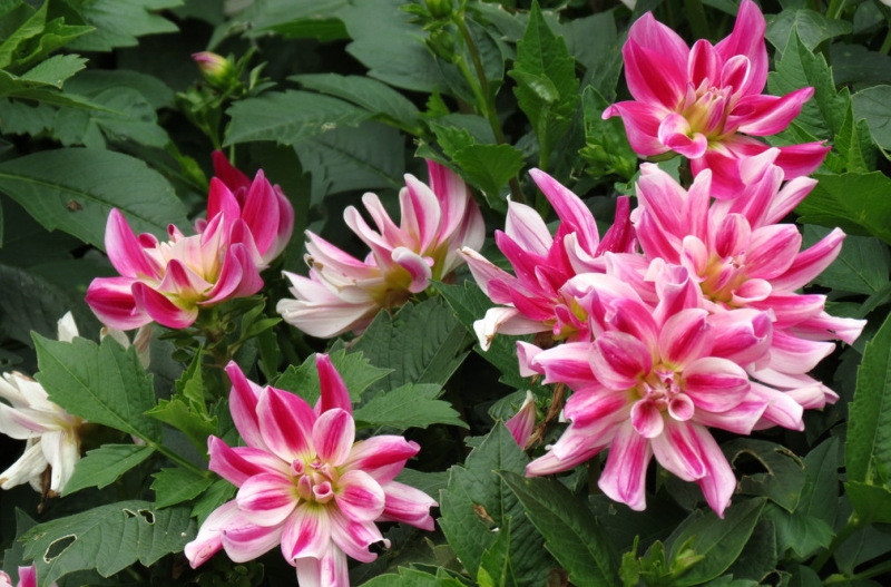 Мудрый воробей, недремлющий лев и букет для Санта-Клауса (Ульм - Линдау - остров Майнау)