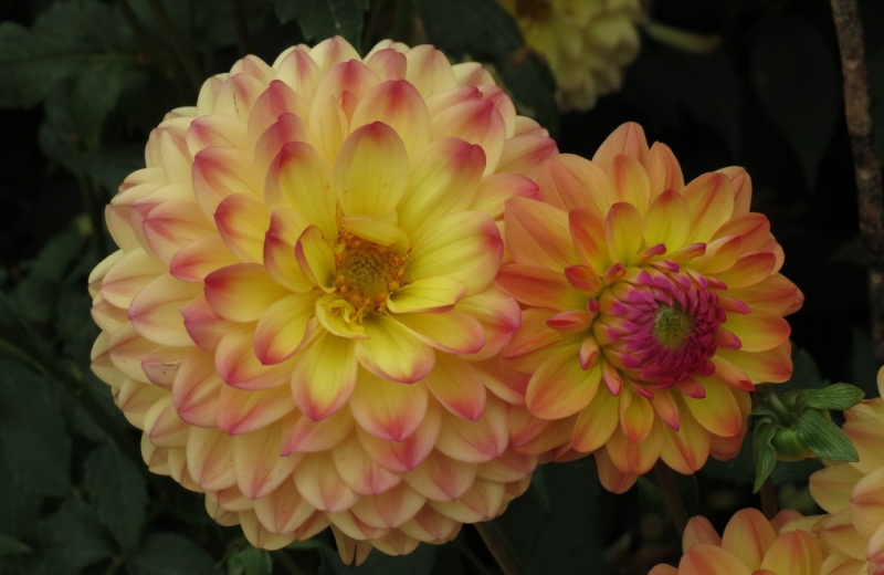 Мудрый воробей, недремлющий лев и букет для Санта-Клауса (Ульм - Линдау - остров Майнау)