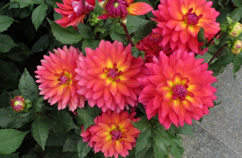 Мудрый воробей, недремлющий лев и букет для Санта-Клауса (Ульм - Линдау - остров Майнау)