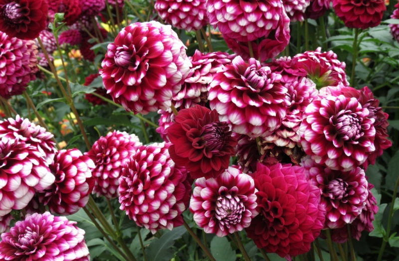 Мудрый воробей, недремлющий лев и букет для Санта-Клауса (Ульм - Линдау - остров Майнау)