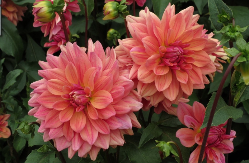 Мудрый воробей, недремлющий лев и букет для Санта-Клауса (Ульм - Линдау - остров Майнау)