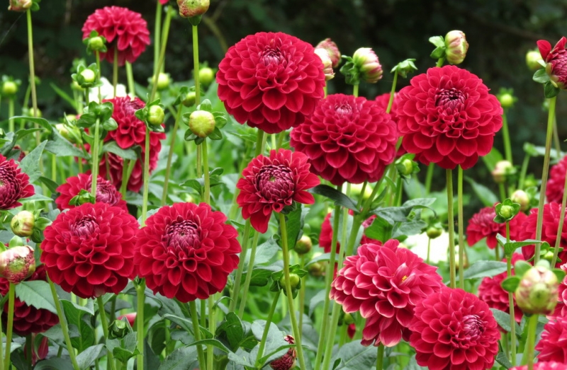 Мудрый воробей, недремлющий лев и букет для Санта-Клауса (Ульм - Линдау - остров Майнау)