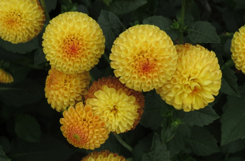 Мудрый воробей, недремлющий лев и букет для Санта-Клауса (Ульм - Линдау - остров Майнау)