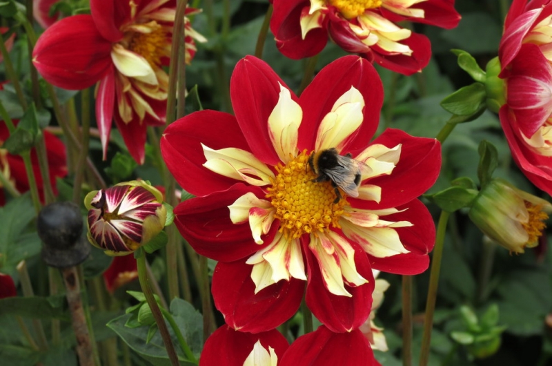 Мудрый воробей, недремлющий лев и букет для Санта-Клауса (Ульм - Линдау - остров Майнау)